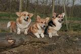 CORGI PEMBROKE 1409